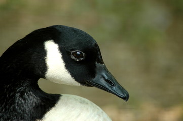 Obraz premium CANADIAN GOOSE