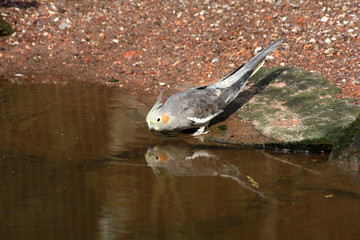 Nymphensittich am Wasser