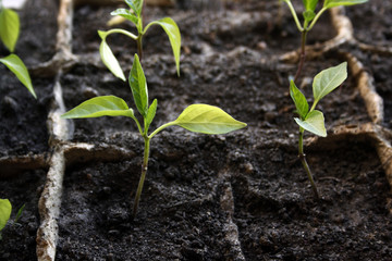 sprout
