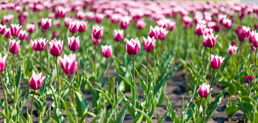 Field of tulip