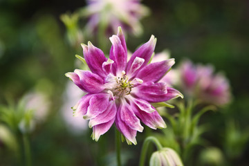 Obraz premium fleur rose sauvage