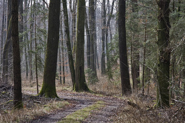 wald