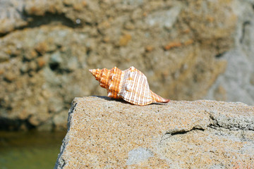 shell at the stone near Black sea