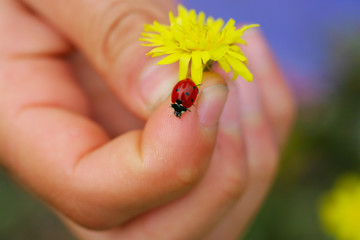 ladybug on the fingres near the dandelion