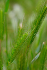 green grass at the meadow