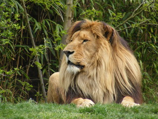 lion