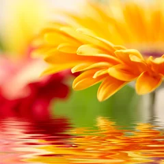 Photo sur Plexiglas Gerbera Closeup photo of yellow daisy-gerbera
