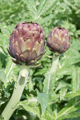 Obraz premium artichaut