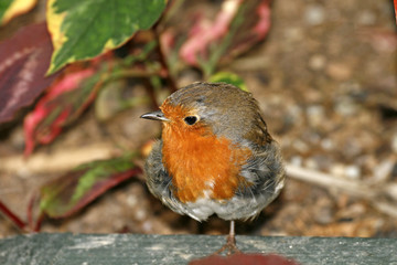 Rotkehlchen, Erithacus rubecula, Robin