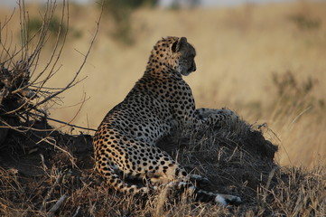 Cheetah (Acinonyx jubatus), Masai Mara, Kenya