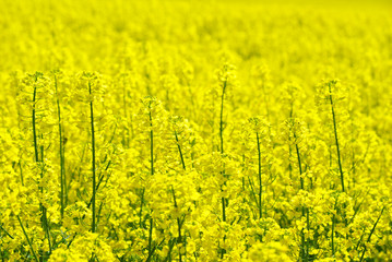 Obraz premium rape flower