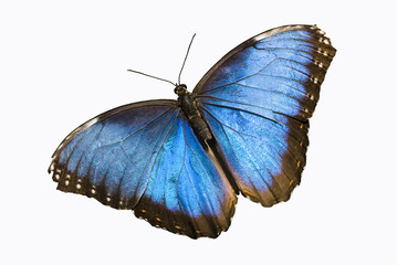 farfalla blu 2