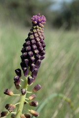 Muscari à toupet