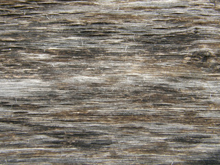 Naklejka premium old tree