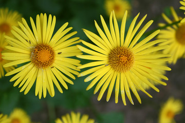 Yellow flowers