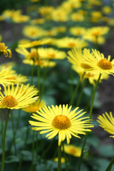 Yellow flowers