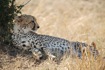 Cheetah (Acinonyx jubatus), Masai Mara, Kenya
