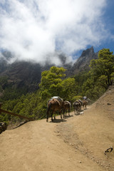 La Palma Caldera de taburiente