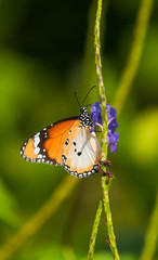 Plain Tiger Butterfly
