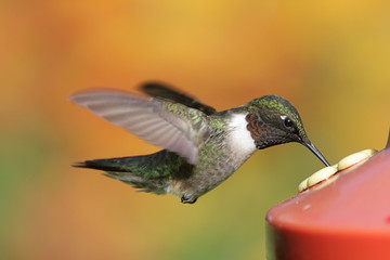 Fototapeta na wymiar Ruby-throated Hummingbird w podajniku