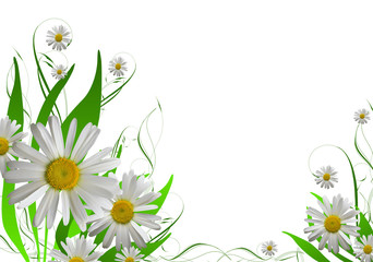 floral background with a white camomile