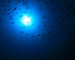 Tuna silhouettes against sun