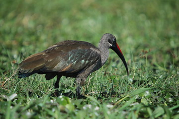 Hadada Ibis, Bostrychia hagedas, Naivasha Lake, Kenya, Africa