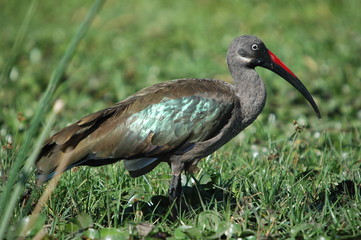 Hadada Ibis, Bostrychia hagedas, Naivasha Lake, Kenya, Africa