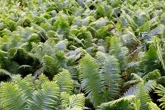 Farn  Monilophyta