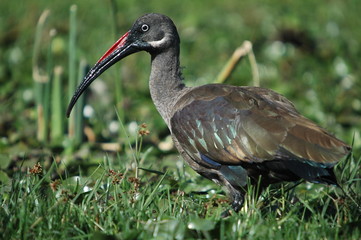 Hadada Ibis, Bostrychia hagedas, Naivasha Lake, Kenya, Africa