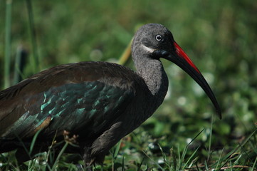 Hadada Ibis, Bostrychia hagedas, Naivasha Lake, Kenya, Africa