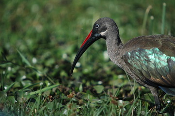Hadada Ibis, Bostrychia hagedas, Naivasha Lake, Kenya, Africa