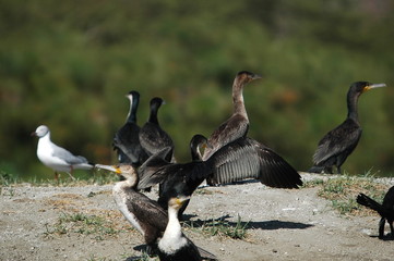 Long-tailed Cormorants