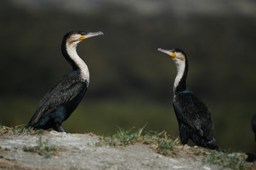 Long-tailed Cormorants