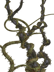 CLIMBING VINES WITH THORNES