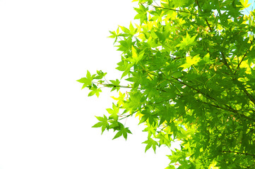 Fototapeta premium 葉