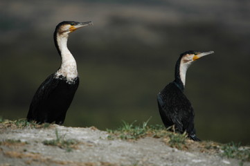 Long-tailed Cormorants