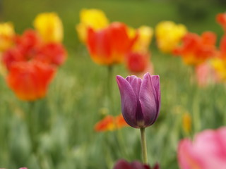 tulips