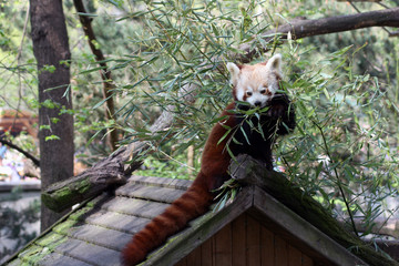 Roter Panda
