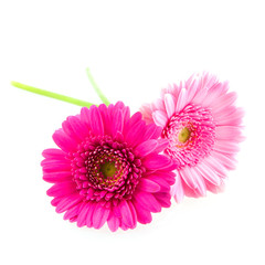 Two pink gerber on white background