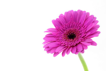 Pink gerber isolated on white background