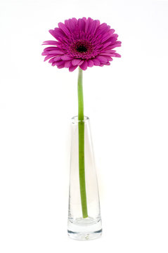 Pink gerber in flass isolated on white background