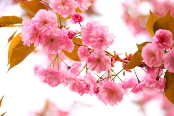 Fotobehang Kersenbloesem Blooming sakura