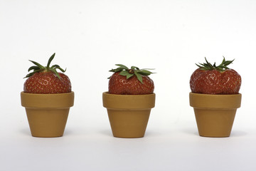 Erdbeeren in kleinen Blumentoepfen