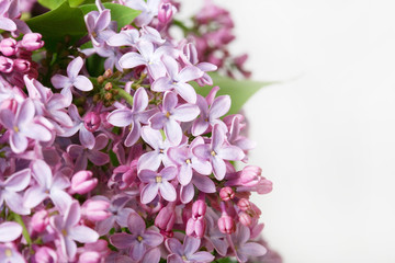 violet flowers of lilac