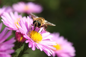 bee on a flower