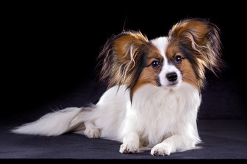 Papillon dog