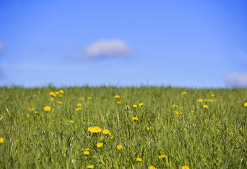 Field with dandelions and a blue sky