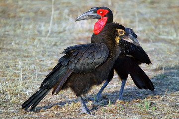 Southern Ground-hornbill (Bucorvus leadbeateri), Masai Mara