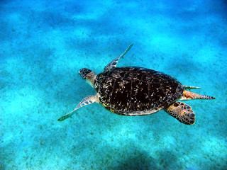 Sea turtle in Red sea